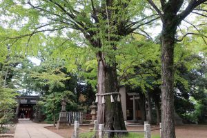 赤坂氷川神社　ご神木